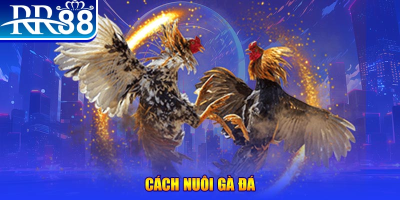 nohu88 Ws168 Đá Gà
