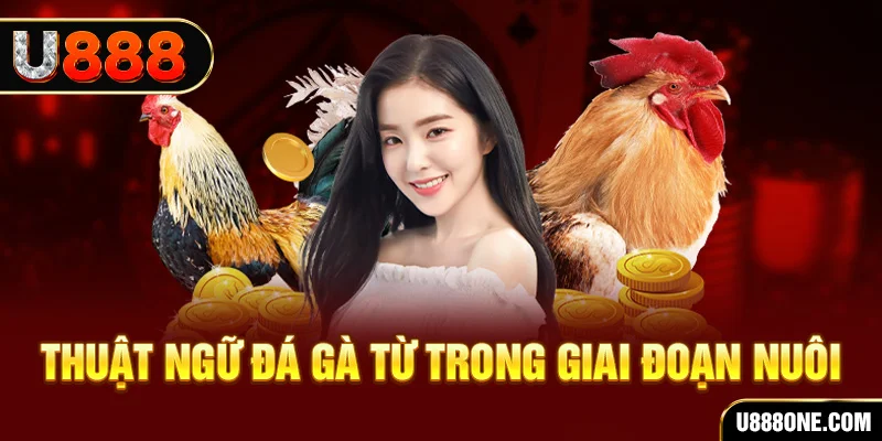 nohu88 xổ số miền bắc 90 ngày